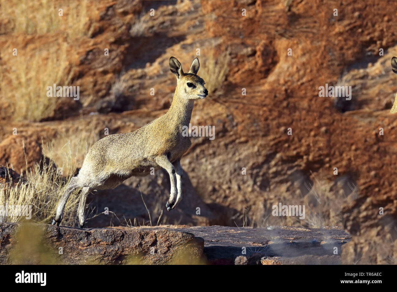 klipspringer (Oreotragus oreotragus), jumping female in the mountain range, South Africa, Augrabies Falls National Park Stock Photo
