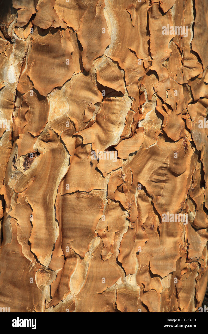 Kokerboom, Quivertree, Quiver Tree (Aloe dichotoma), bark, South Africa, Augrabies Falls National Park Stock Photo