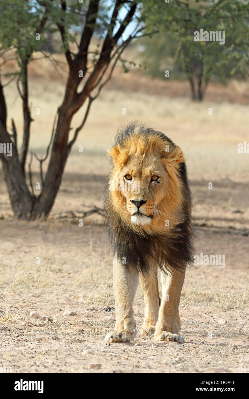 lion (Panthera leo), male lion walking in the savannah, front view, South Africa, Kgalagadi Transfrontier National Park Stock Photo