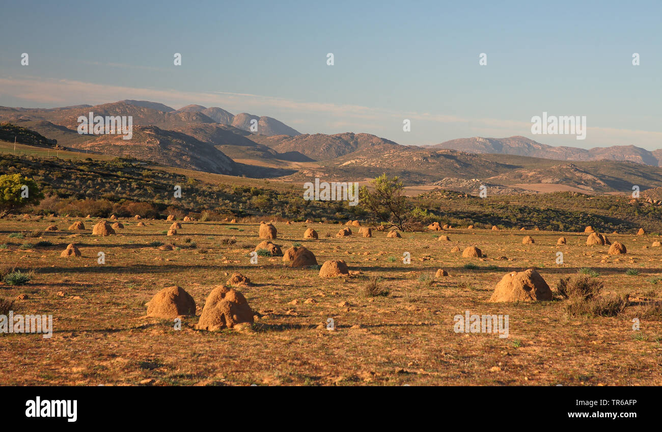 termite mounds, South Africa, Northern Cape, Namaqua National Park Stock Photo