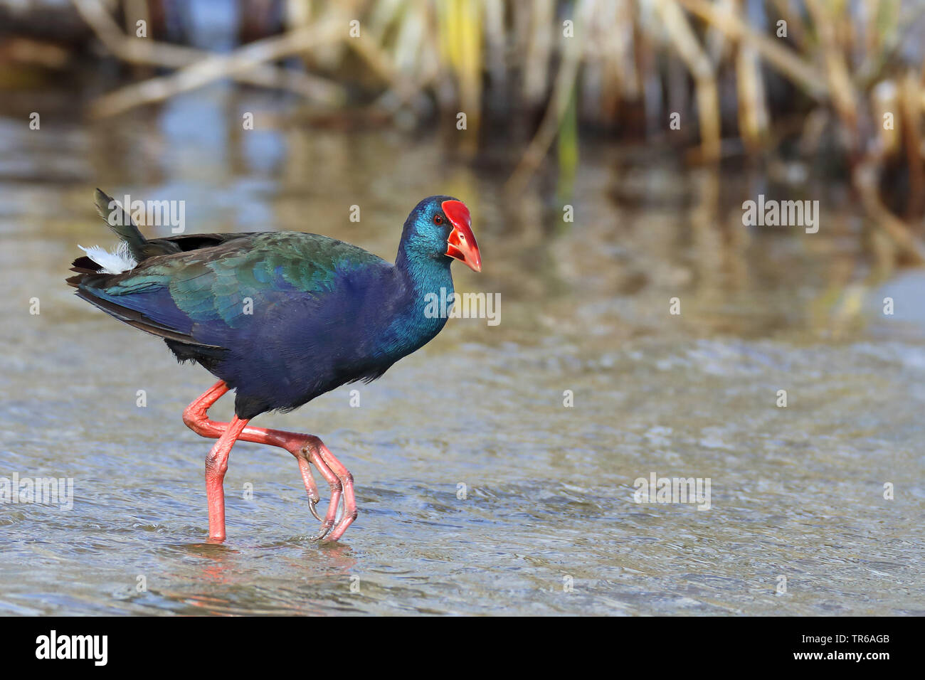 purple swamphen (Porphyrio porphyrio), walking by the waterside, South Africa, Western Cape, Wilderness National Park Stock Photo