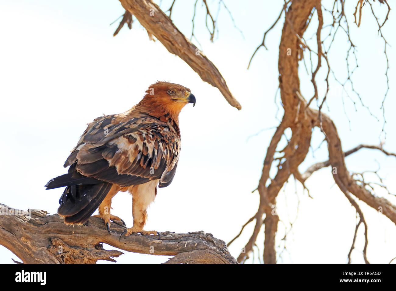 tawny eagle (Aquila rapax), juvenile sitting on a branch, South Africa, Kgalagadi Transfrontier National Park Stock Photo