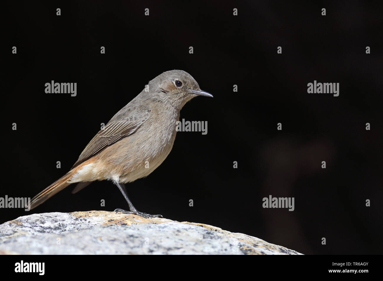 Familiar chat (Cercomela familiaris), sitting on a rock, South Africa, Klaarstrom Stock Photo