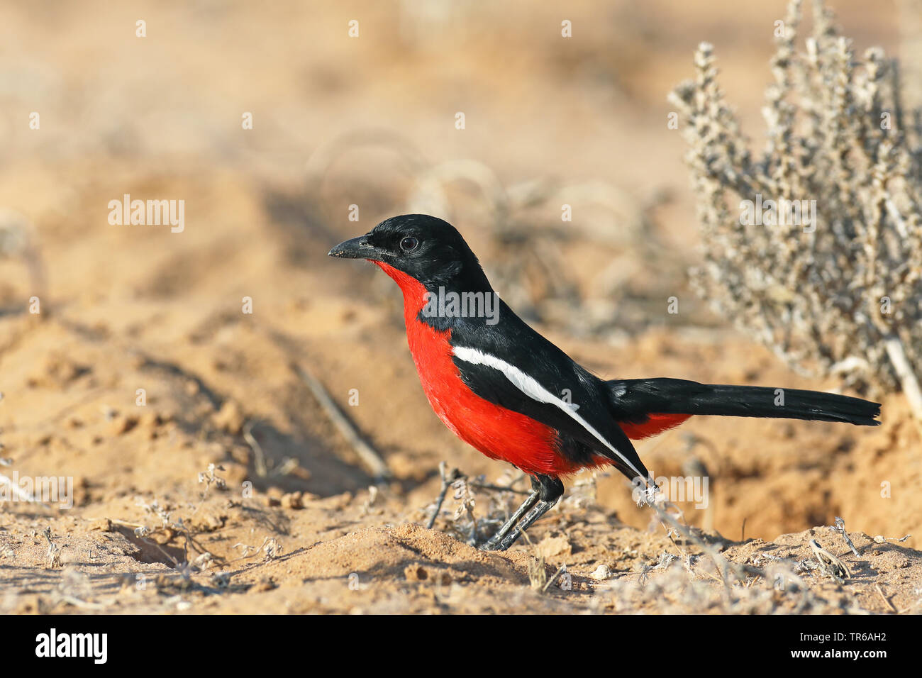Burchell's gonolek (Lanarius atrococcineus), sitting on the ground, South Africa, North West Province, Kgalagadi Transfrontier National Park Stock Photo
