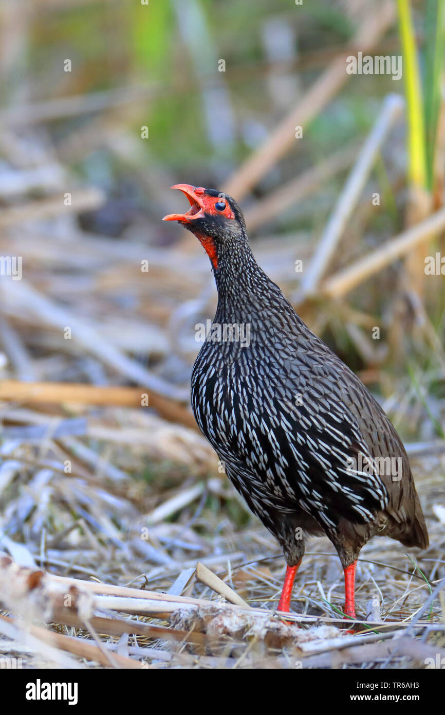red-necked spurfowl (Francolinus afer), calling, South Africa, Western Cape, Wilderness National Park Stock Photo