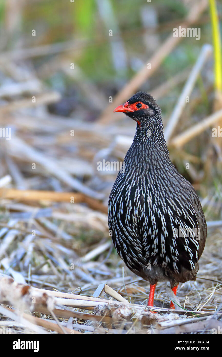 red-necked spurfowl (Francolinus afer), in the reed, South Africa, Western Cape, Wilderness National Park Stock Photo