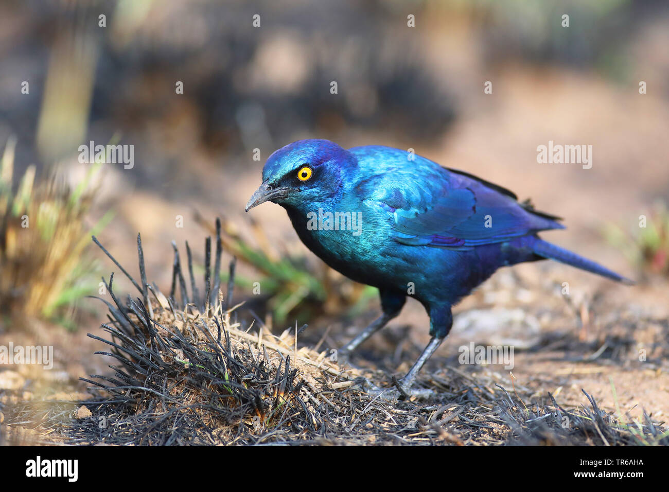 red-shouldered glossy starling (Lamprotornis nitens), searching for food on the ground, South Africa, North West Province, Pilanesberg National Park Stock Photo