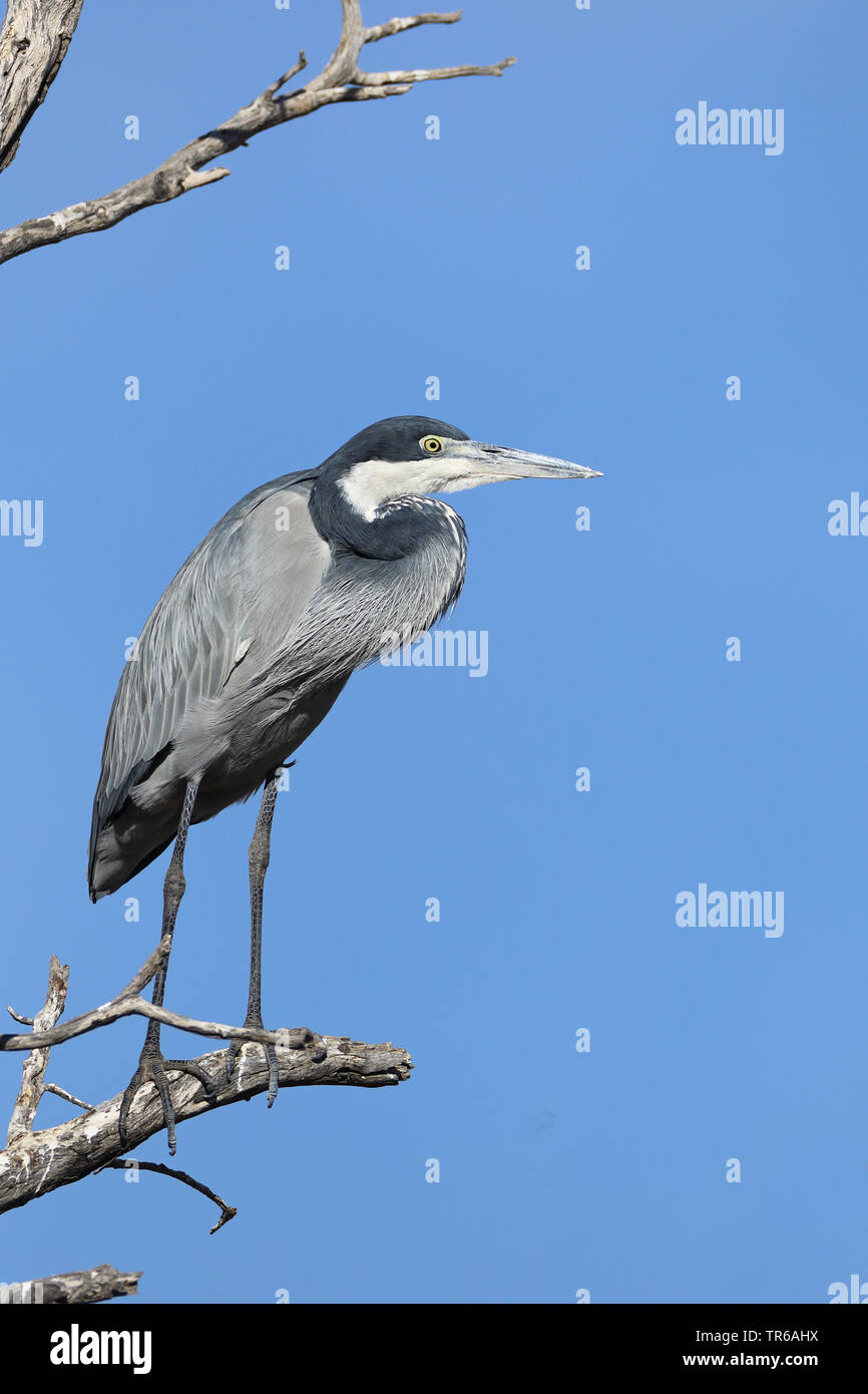 black-headed heron (Ardea melanocephala), standing on a branch, South Africa, Kgalagadi Transfrontier National Park Stock Photo