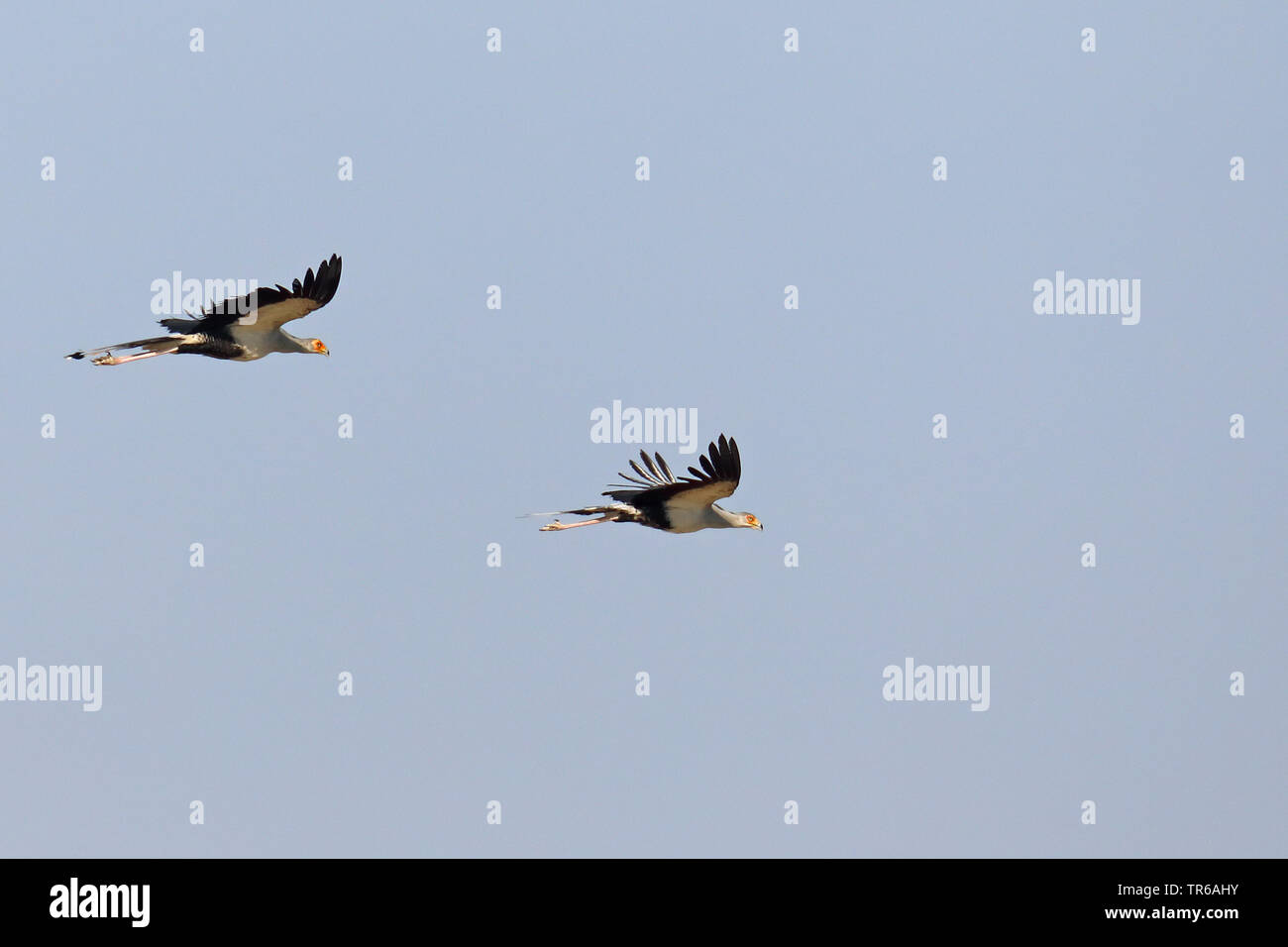 secretary bird, Sagittarius serpentarius (Sagittarius serpentarius), pair flying, South Africa, Kgalagadi Transfrontier National Park Stock Photo