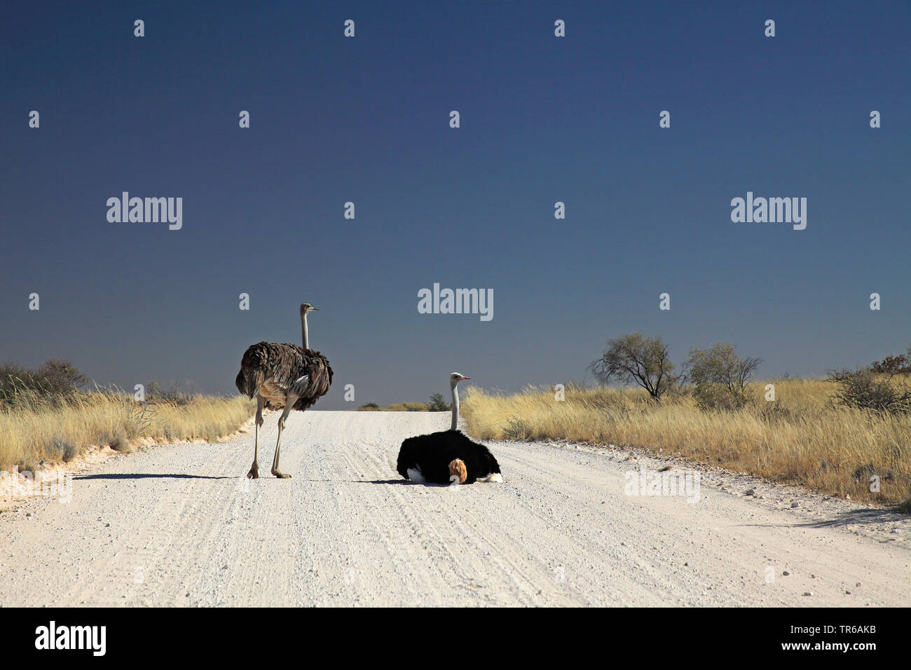 ostrich (Struthio camelus), pair on a track near Eland, South Africa, Kgalagadi Transfrontier National Park Stock Photo