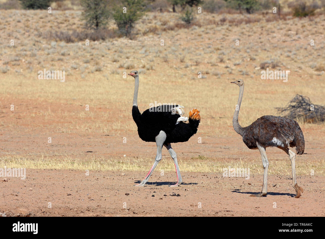 ostrich (Struthio camelus), pair walking in savannah, South Africa, Kgalagadi Transfrontier National Park Stock Photo