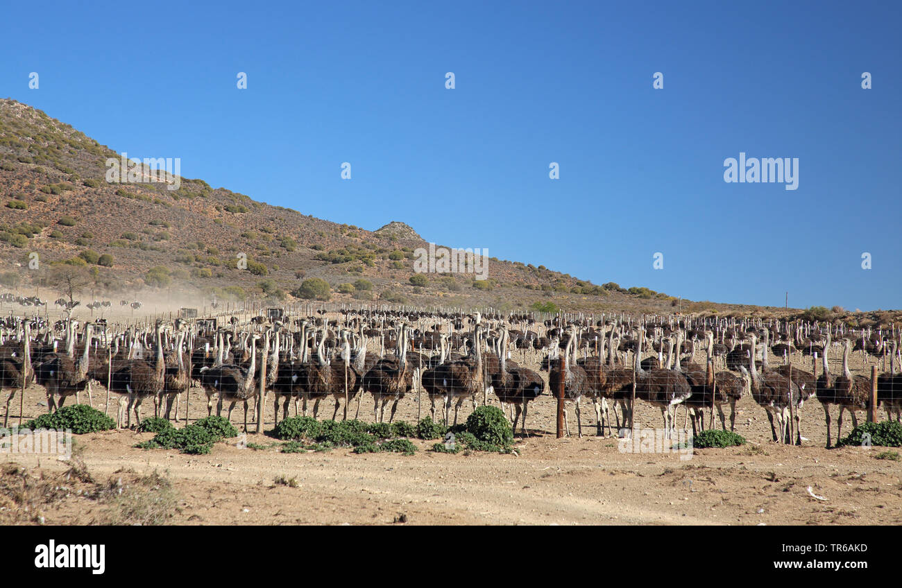 ostrich (Struthio camelus), ostrich farm in Klaarstrom, South Africa, Klaarstrom Stock Photo