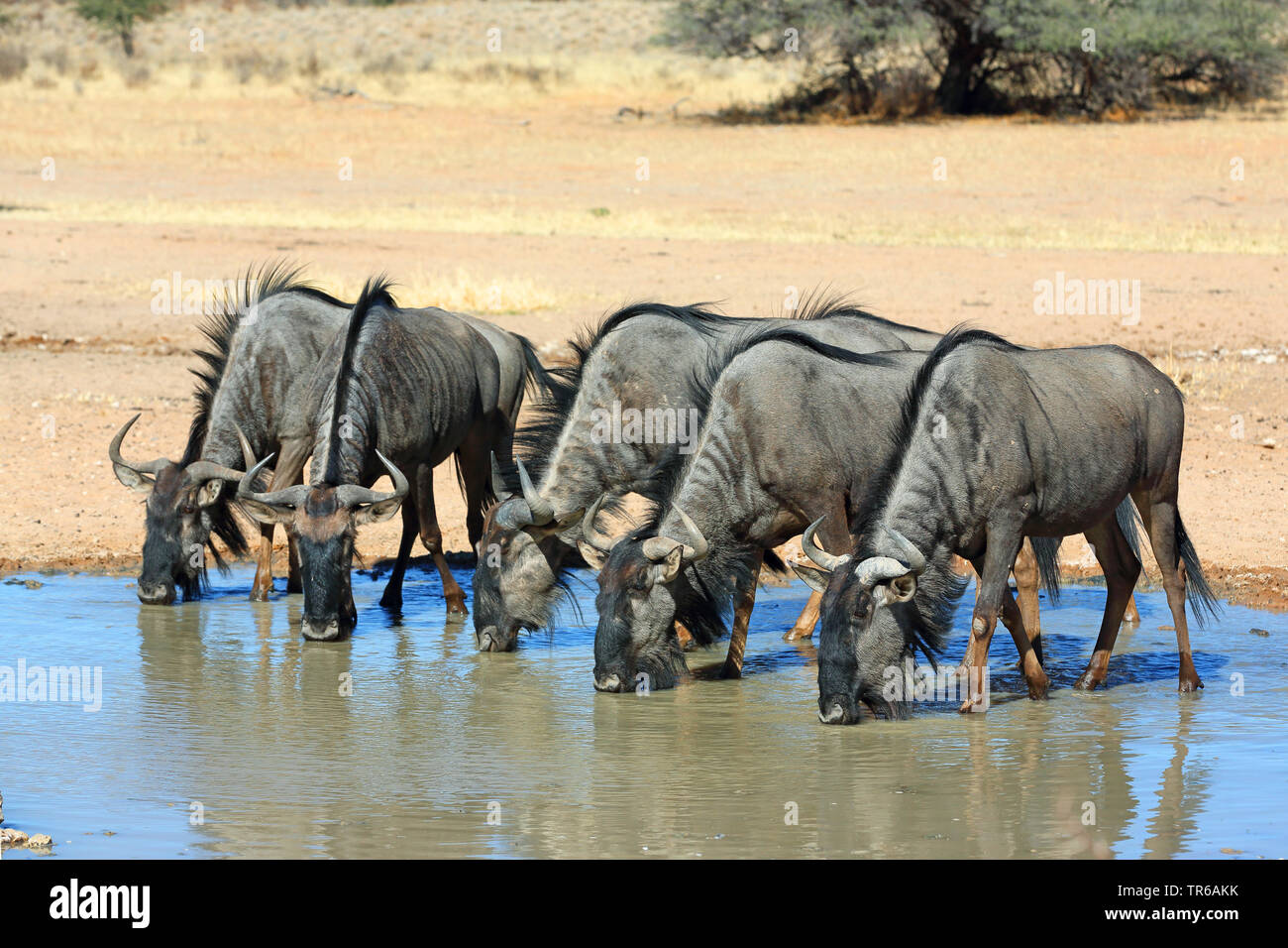 blue wildebeest, brindled gnu, white-bearded wildebeest (Connochaetes taurinus), group drinking at a waterhole, South Africa, Kgalagadi Transfrontier National Park Stock Photo