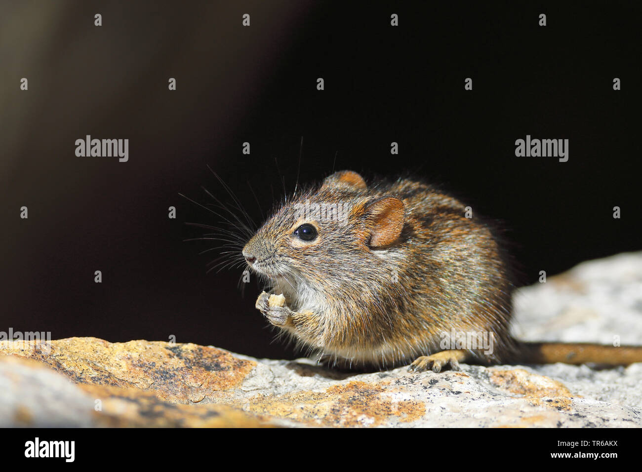 Stripped gras mouse (Lemniscomys barbarus), sitting on a rock feeding, South Africa, Klaarstrom Stock Photo