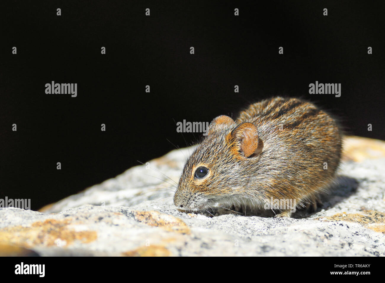 Stripped gras mouse (Lemniscomys barbarus), sitting on a rock searching for food, South Africa, Klaarstrom Stock Photo