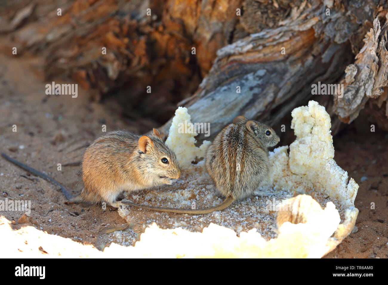 Stripped gras mouse (Lemniscomys barbarus), two mice feeding on bread, South Africa, Klaarstrom Stock Photo