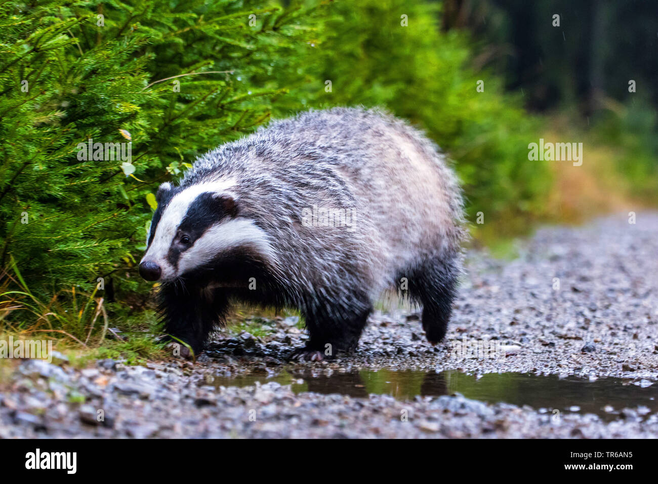 Old World badger, Eurasian badger (Meles meles), running on a forest path, Czech Republic, Hlinsko Stock Photo
