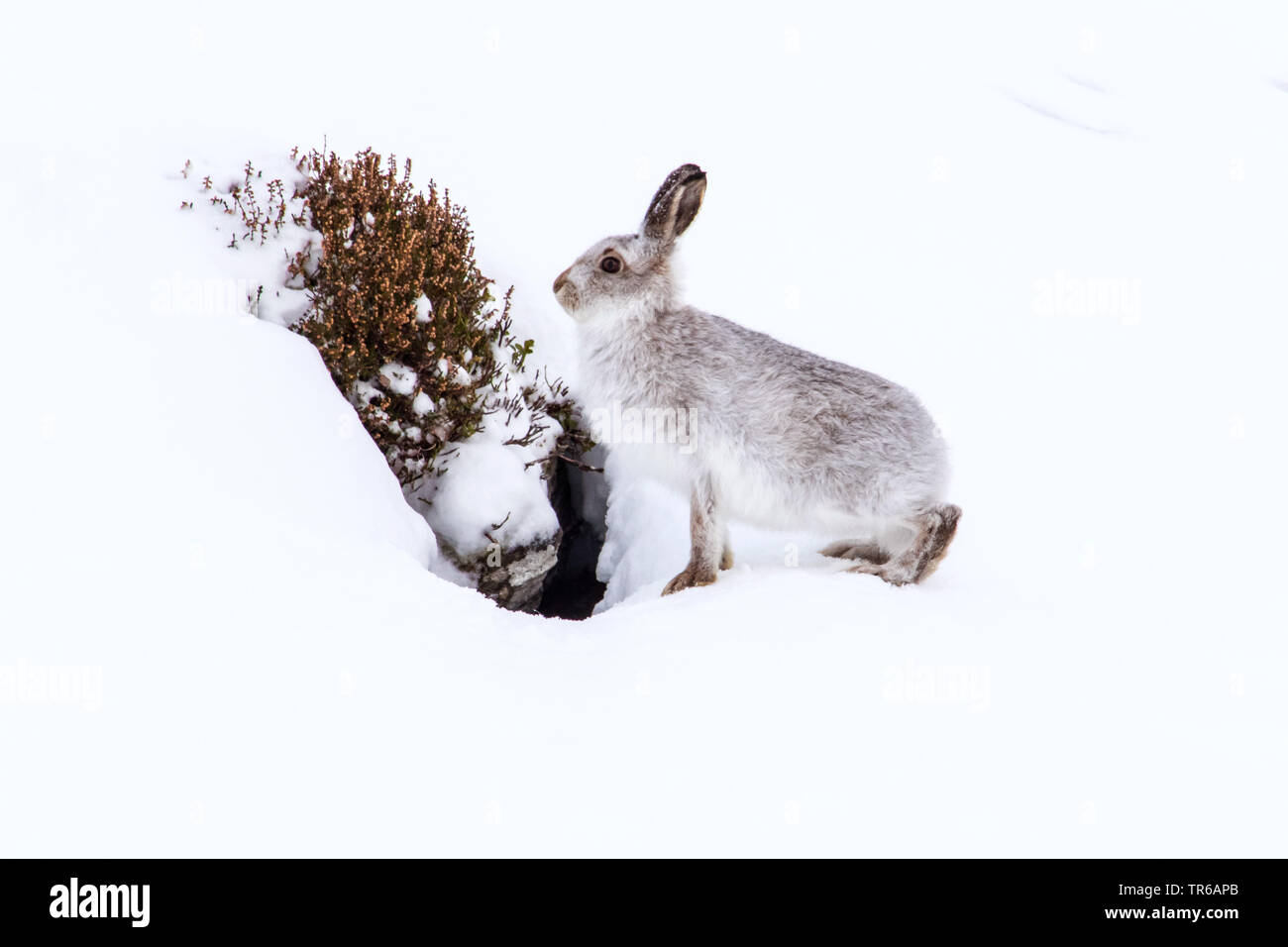 Scottish blue hare, mountain hare, white hare, Eurasian Arctic hare (Lepus timidus scotticus, Lepus scotticus), sitting in front of the den in winter, United Kingdom, Scotland, Aviemore Stock Photo