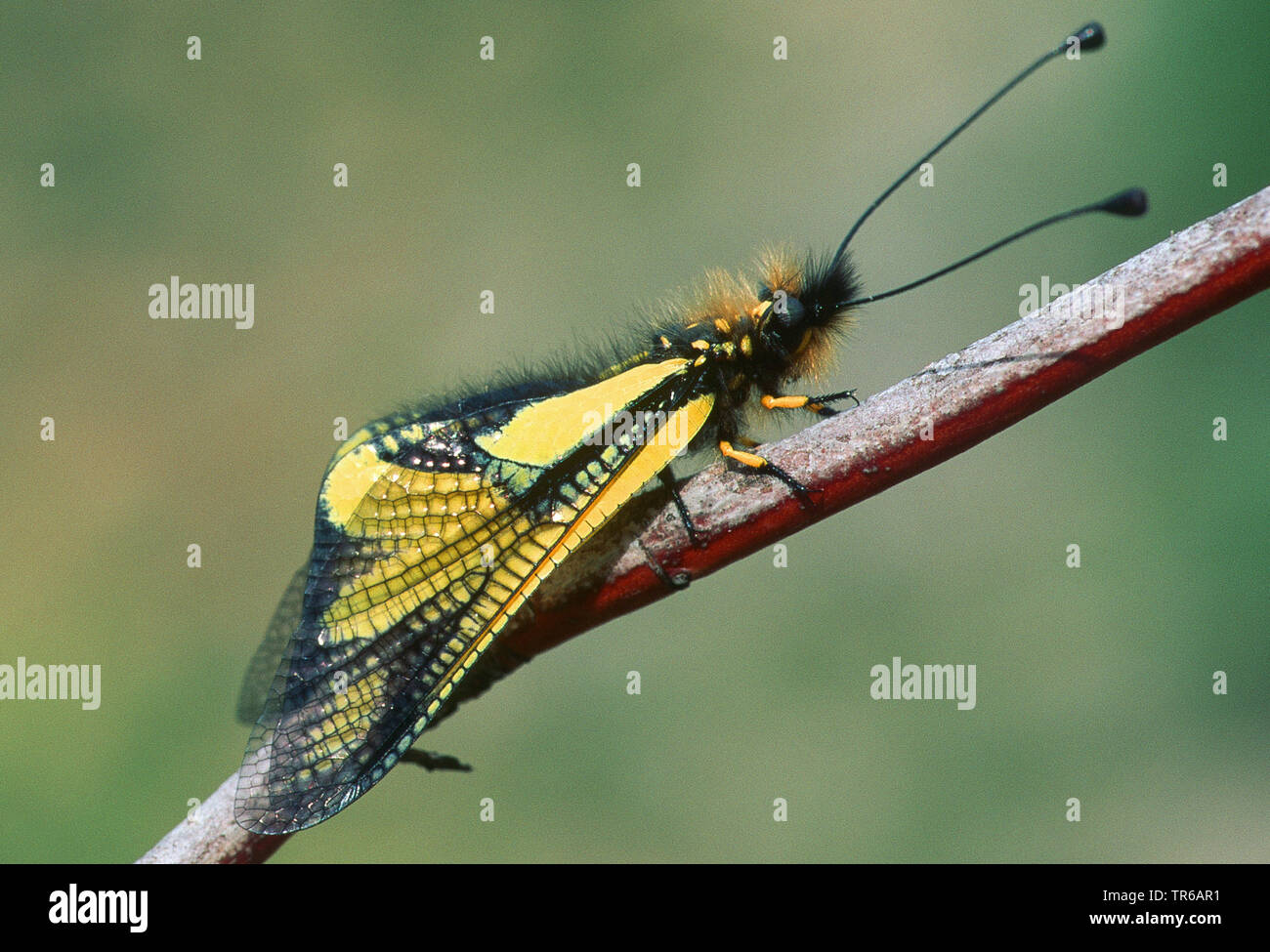 Owlfly (Libelloides longicornis, Ascalaphus longicornis), sitting on a sprout, France, Provence Stock Photo