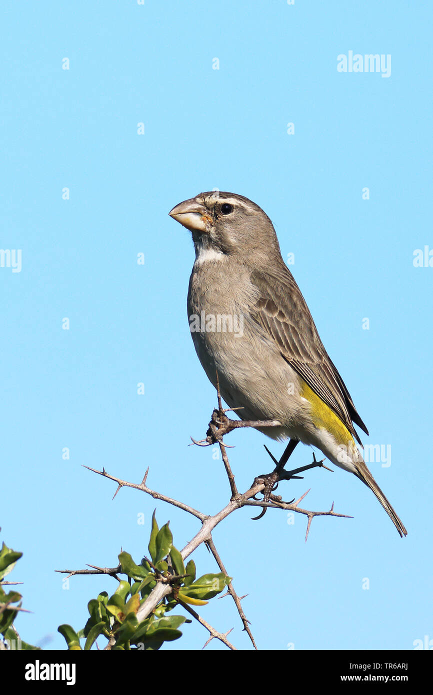 South african finches hi-res stock photography and images - Alamy
