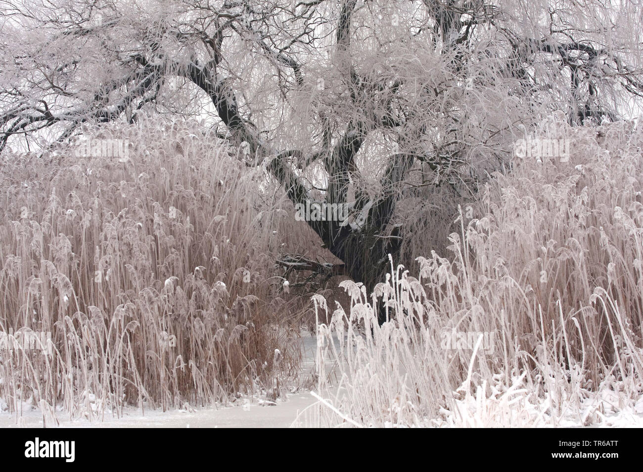 willow, osier (Salix spec.), willow and reed in winter, Germany Stock Photo