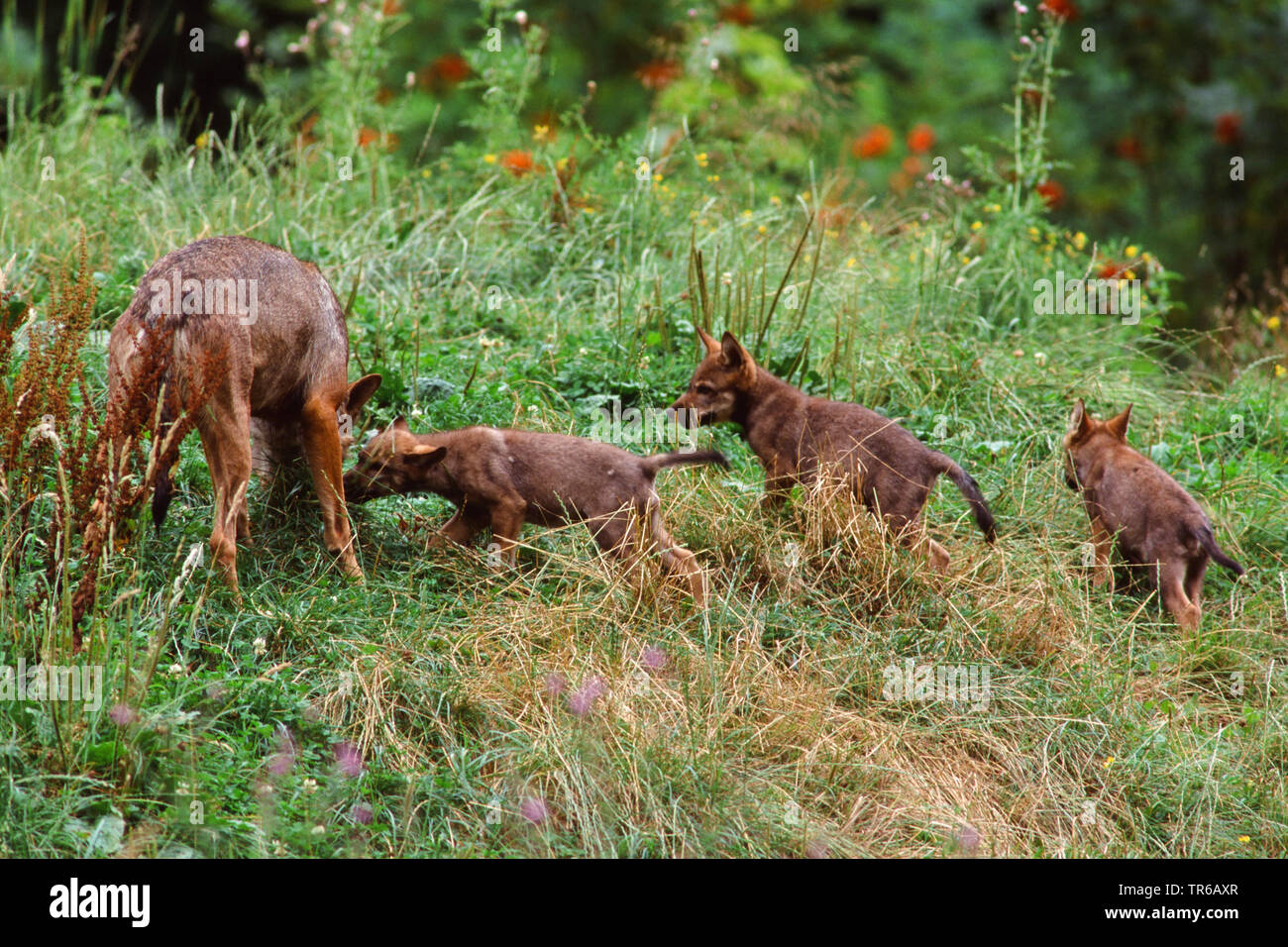 European gray wolf (Canis lupus lupus), she-wolf with three wolf cubs, Germany, Bavaria Stock Photo