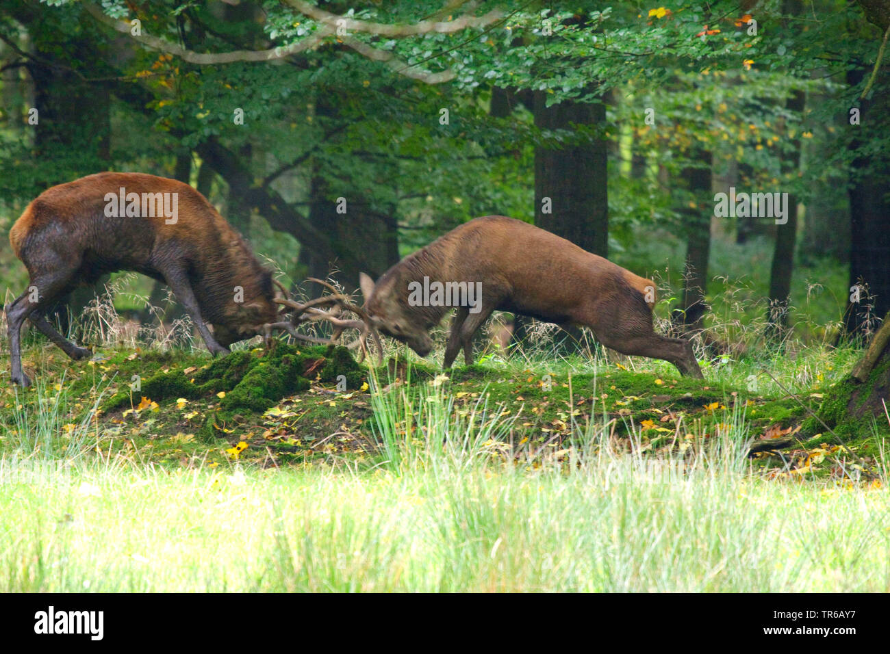 red deer (Cervus elaphus), rutting fight of two harts in the wood, Germany, North Rhine-Westphalia, Sauerland Stock Photo