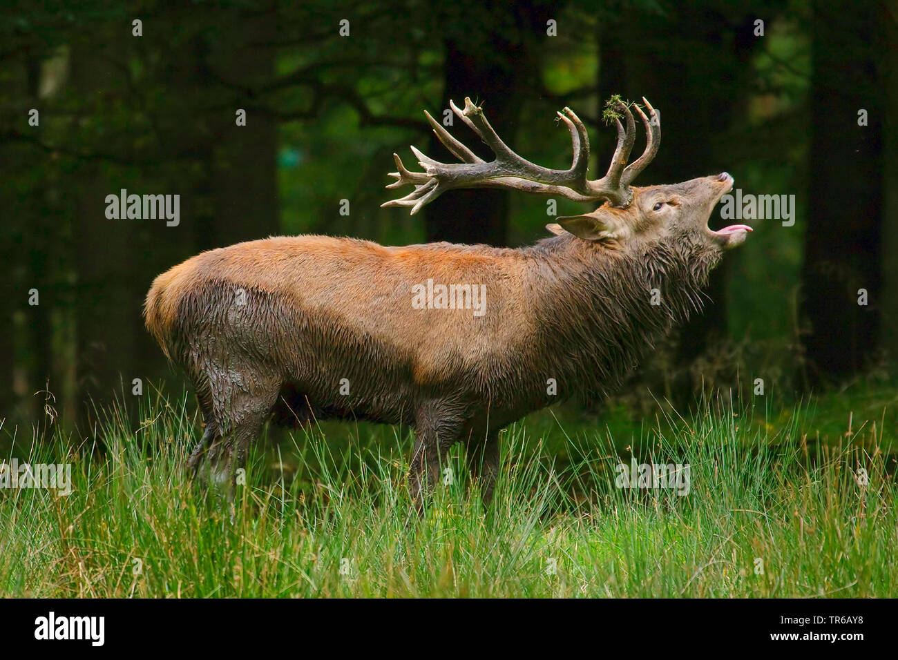red deer (Cervus elaphus), roaring stag, side view, Germany, North Rhine-Westphalia, Sauerland Stock Photo