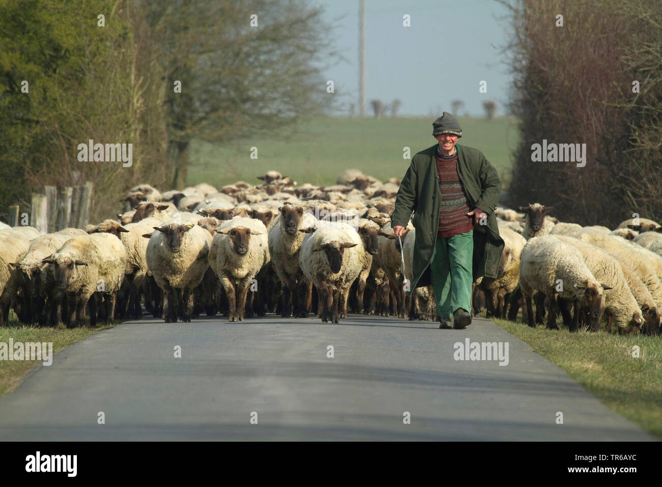 domestic sheep (Ovis ammon f. aries), shepherd with flock of sheeps on the road, Germany, North Rhine-Westphalia Stock Photo
