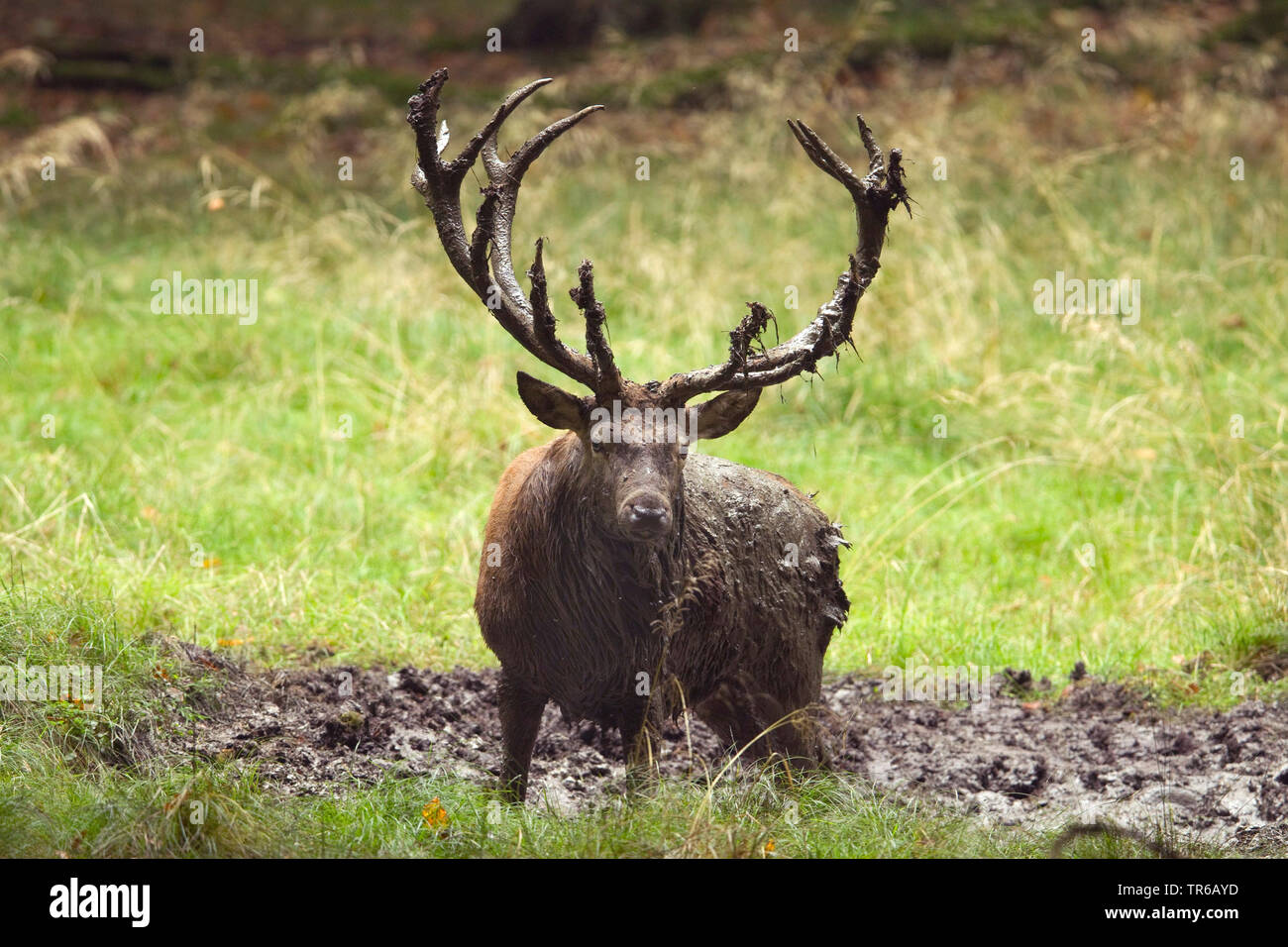 red deer (Cervus elaphus), wallowing stag, Germany, North Rhine-Westphalia, Sauerland Stock Photo