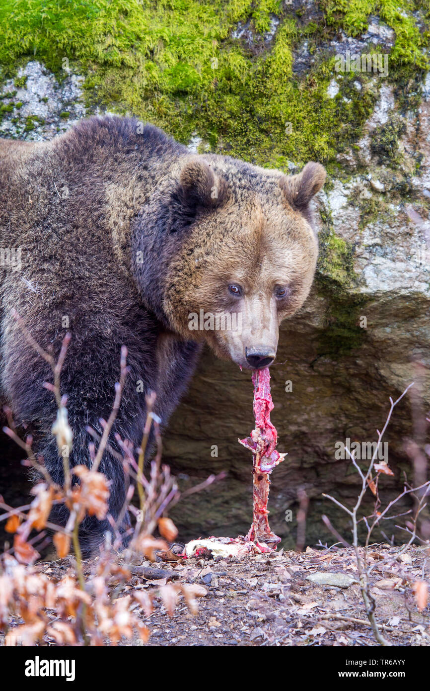 European brown bear (Ursus arctos arctos), feeding raw meat, Germany, Bavaria, Bavarian Forest National Park Stock Photo