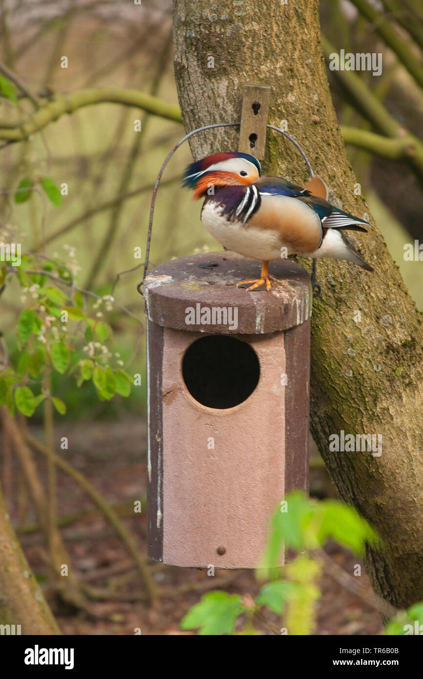 Mandarin Duck Aix Galericulata Drake Standing On One Leg On A