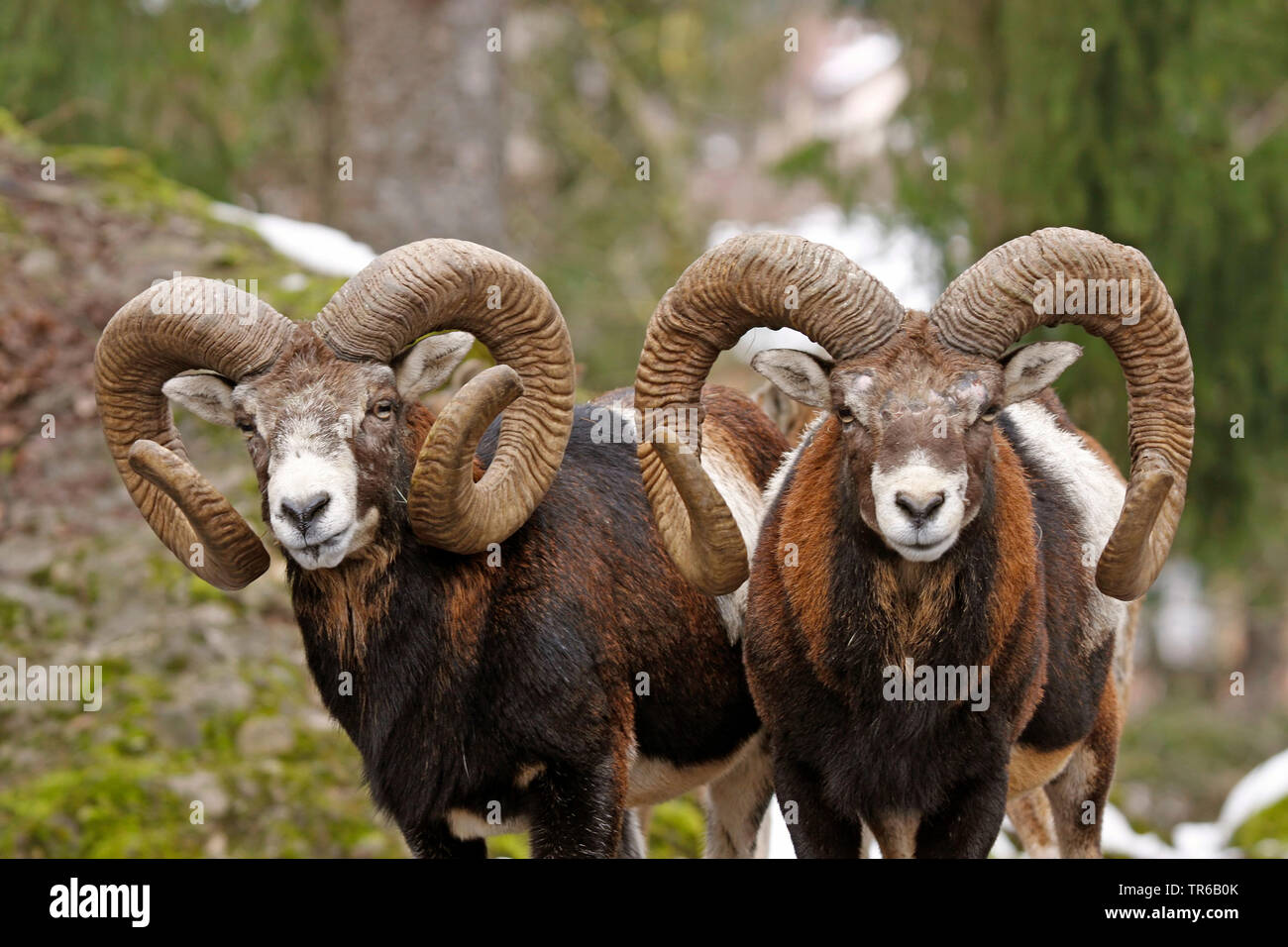 Mouflon (Ovis musimon, Ovis gmelini musimon, Ovis orientalis musimon), two rams standing side by side in a forest, with stupendous horns, Germany Stock Photo