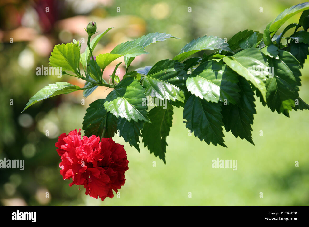 Chinese hibiscus (Hibiscus rosa-sinensis), blooming, Philippines, Southern Leyte Stock Photo