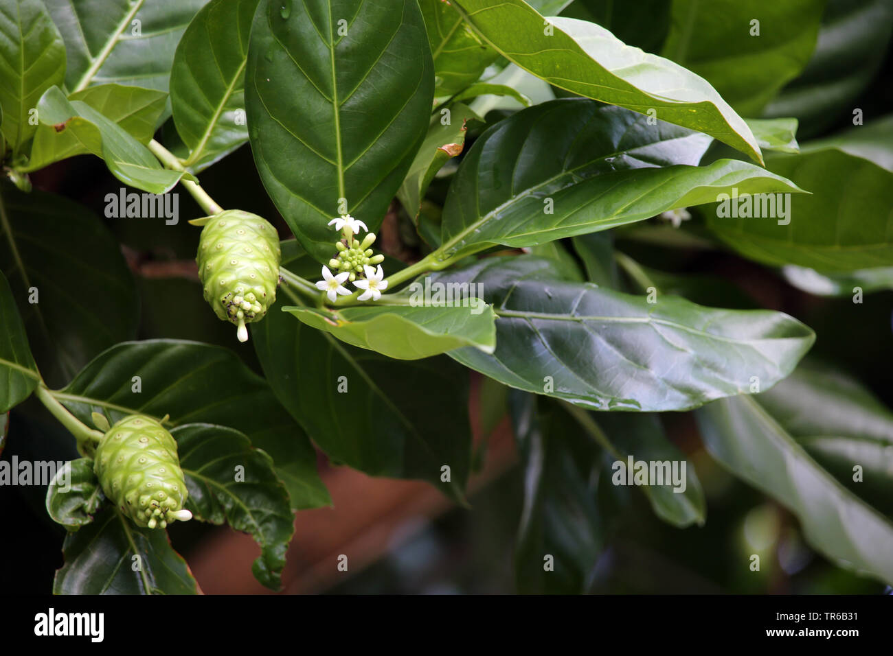 Indian Mulberry, Painkiller (Morinda citrifolia, Morinda bracteata), blooming, Philippines Stock Photo