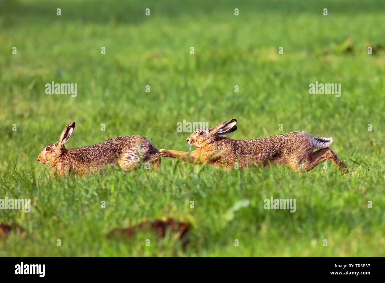 European hare, Brown hare (Lepus europaeus), two brown hares chasing each other in a meadow, side view, Germany Stock Photo