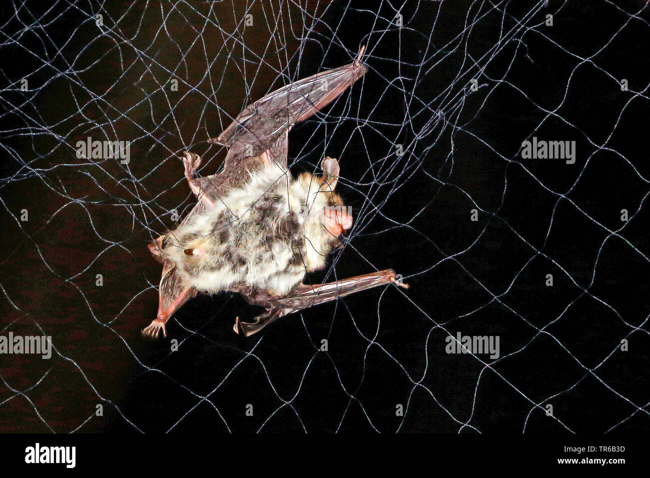 Bat caught in net for research purposes, Rhineland-Palatinate