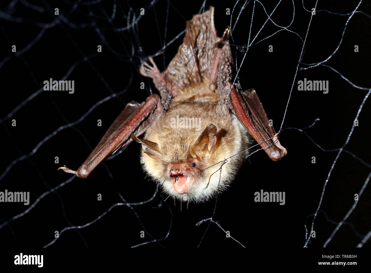 Natterer's bat (Myotis nattereri), caught in the bat net, Germany