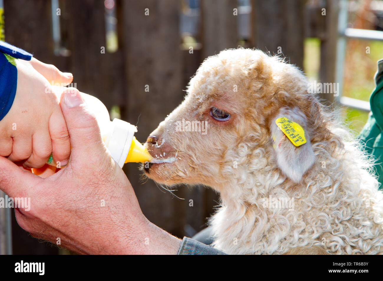 Racka, Racka sheep (Ovis ammon f. aries), little lamb is bottle-fed on an organic farm, side view, Germany Stock Photo