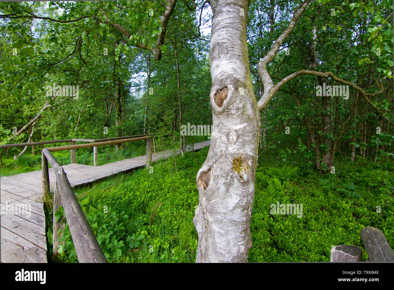 downy birch (Betula carpatica, Betula pubescens ssp. carpatica), at a boardwalk in the nature reserve Rotes Moor, Germany, Hesse, Rhoen Stock Photo