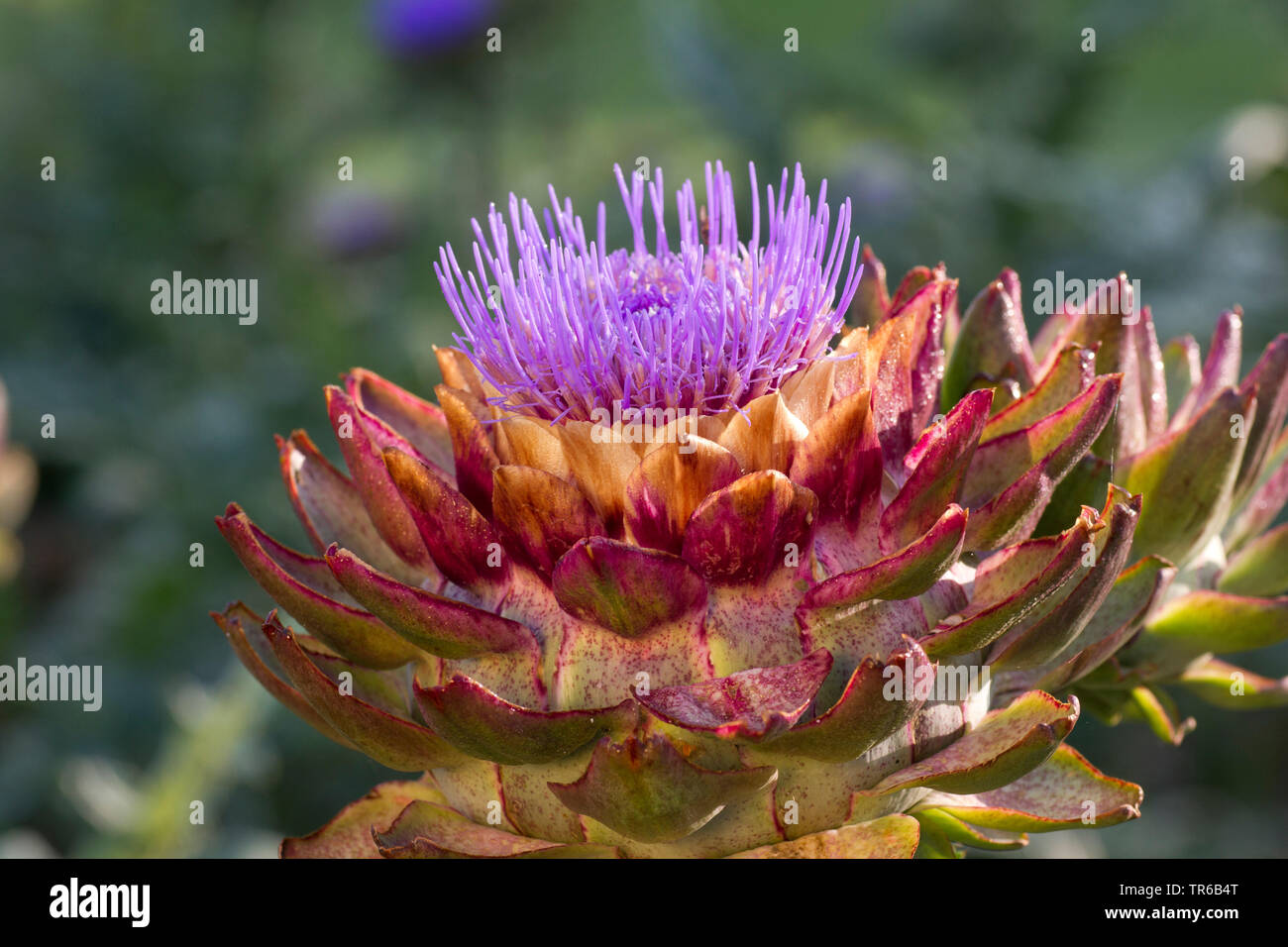 # 19 10 semi artischocke /"Green Globe/" Cynara scolymus