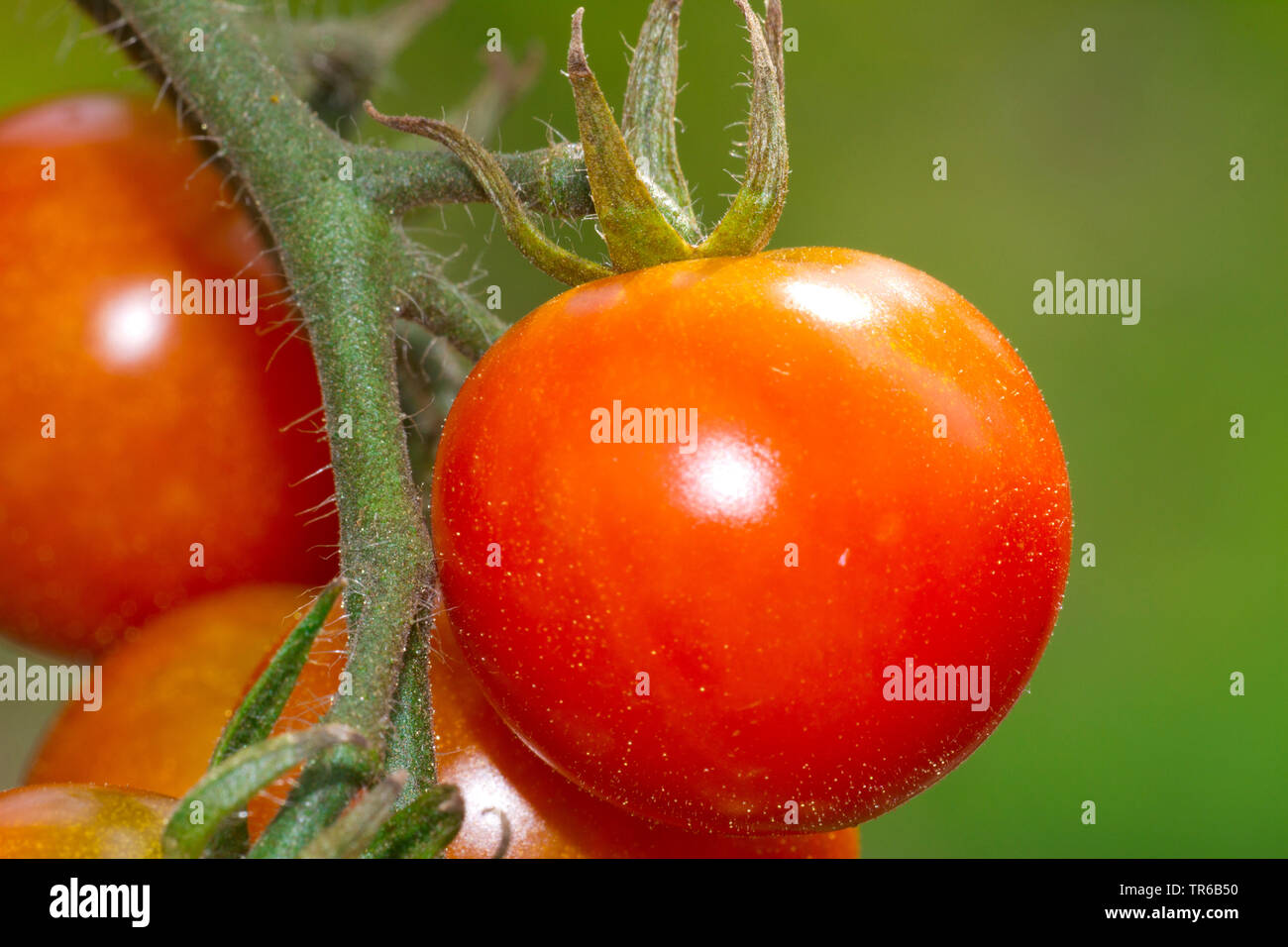garden tomato (Solanum lycopersicum, Lycopersicon esculentum), green cherry tomato, cultivar Pepe, Germany Stock Photo