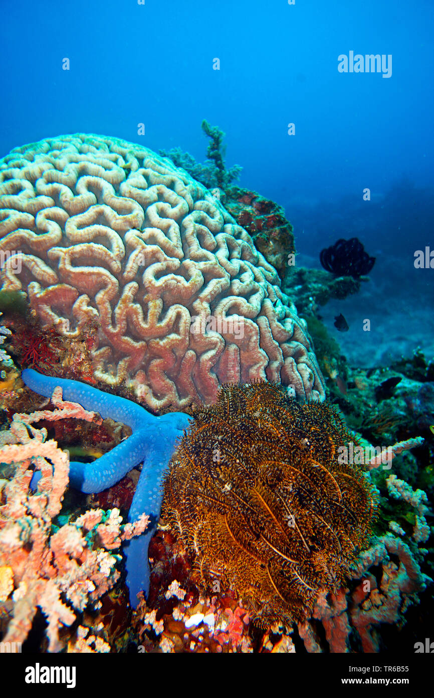 blue star, blue seastar (Linckia laevigata), with sea lily in front of brain coral , Philippines, Southern Leyte, Panaon Island, Pintuyan Stock Photo