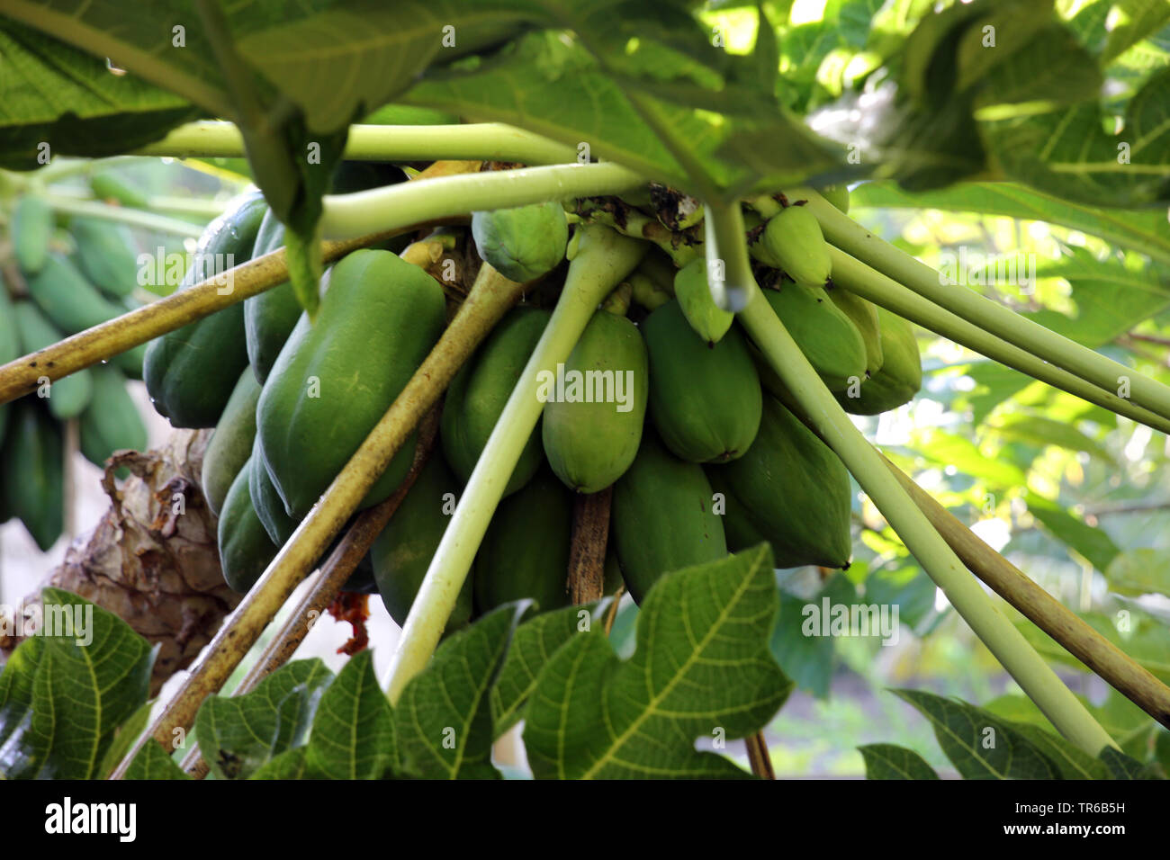 papaya, papaw, paw paw, mamao, tree melon (Carica papaya), immature fruits on a tree, Philippines Stock Photo
