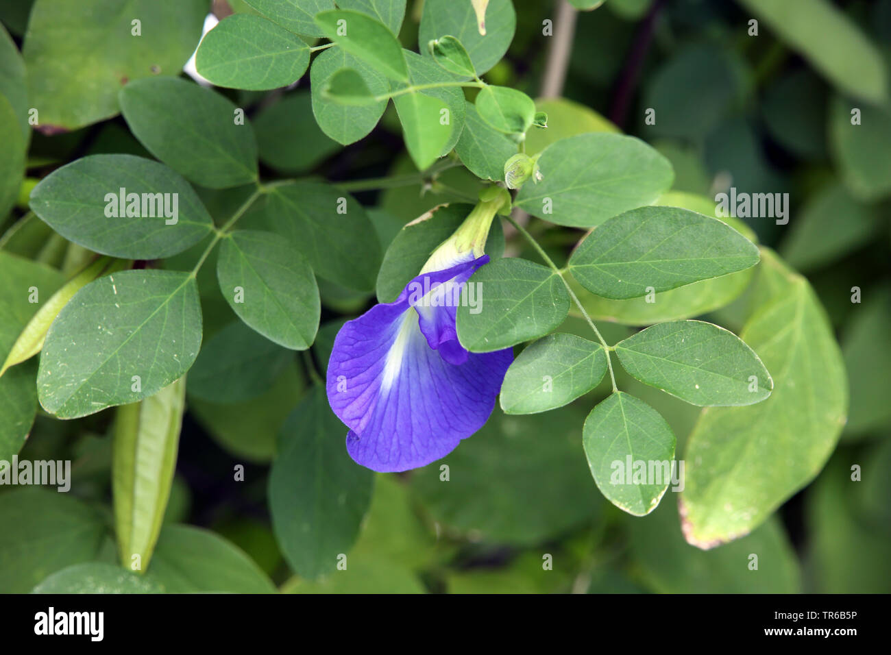 Butterfly Pea Blue Pea Kordofan Pea Clitoria Ternatea Flower Singapore Stock Photo Alamy