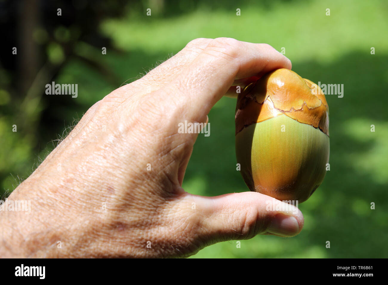 coconut (Cocos nucifera), small coconut fruit in an early stage of development in the hand, Philippines, Southern Leyte, Panaon Island, Pintuyan Stock Photo