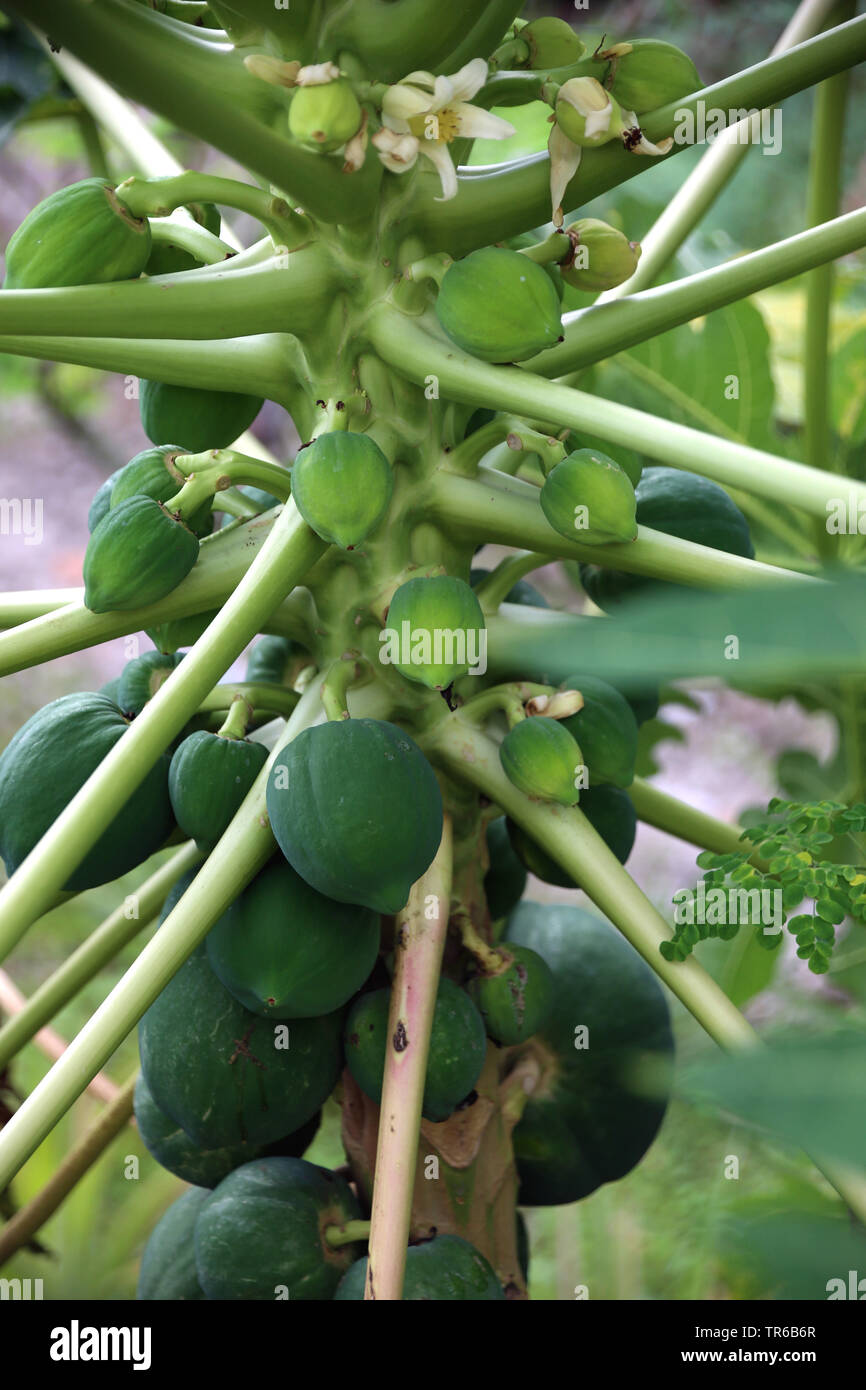 papaya, papaw, paw paw, mamao, tree melon (Carica papaya), immature fruits and flowers on a tree, Philippines Stock Photo