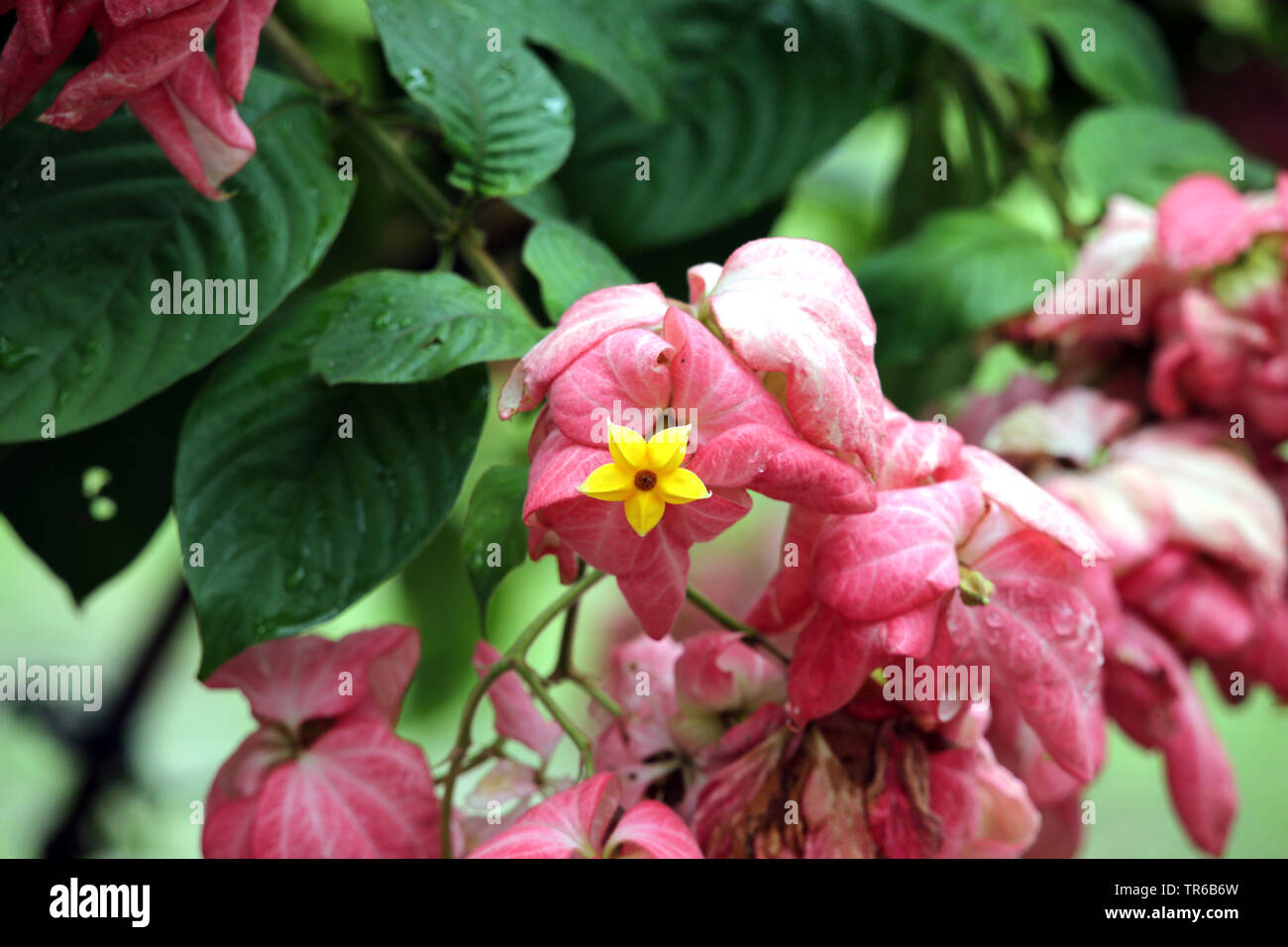 Bangkok rose, Queen sirikit (Mussaenda philippica), blooming, Singapore Stock Photo