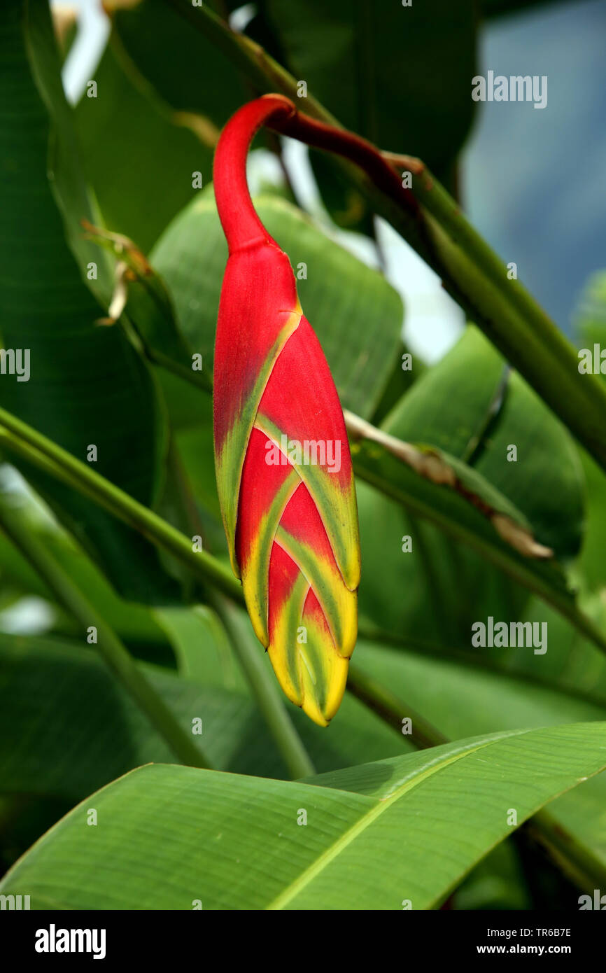 lobster claw heliconia (Heliconia rostrata), inflorescence, Philippines, Southern Leyte, Panaon Island, Pintuyan Stock Photo