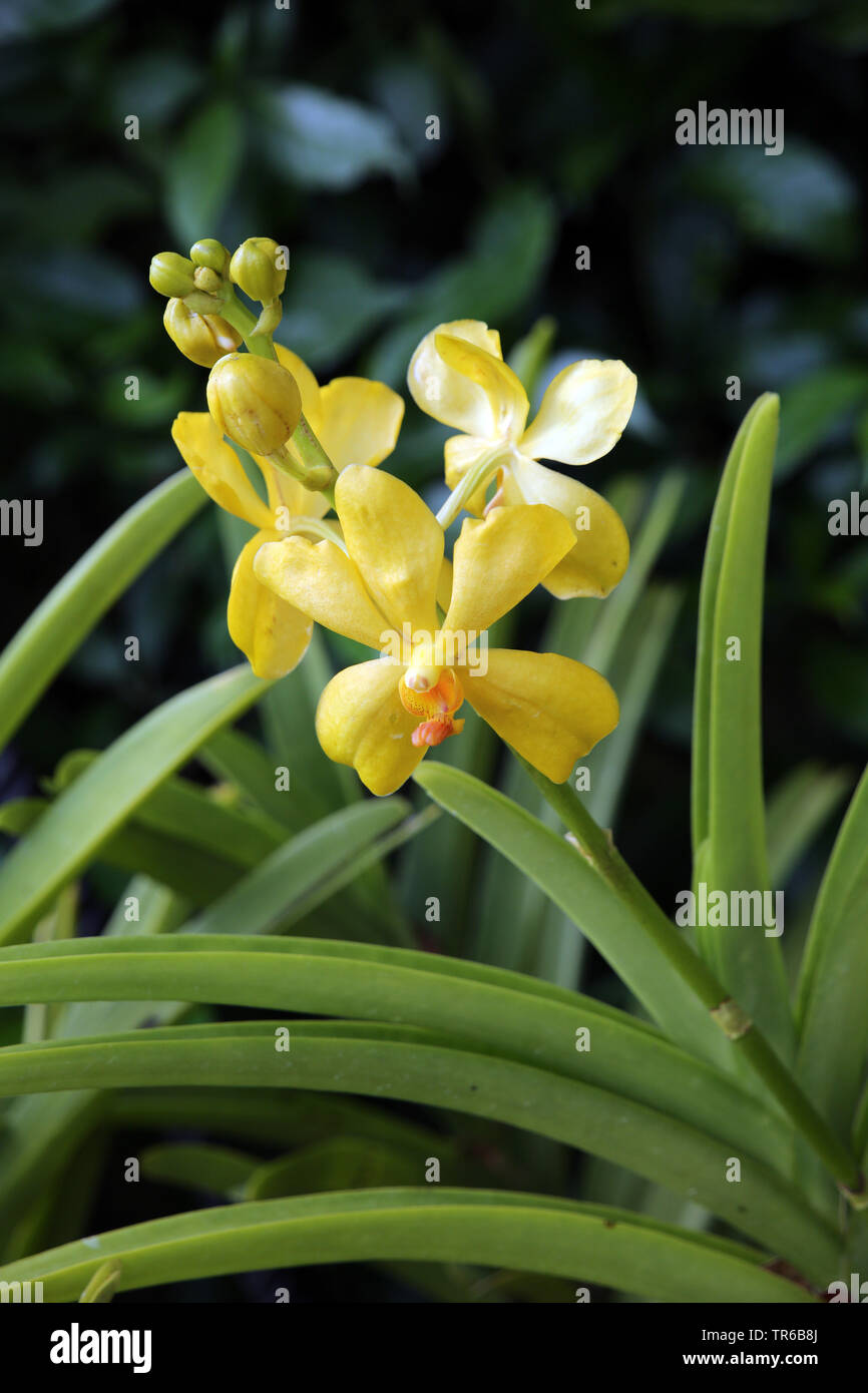 Aranda (Aranda 'Super Yellow', Aranda Super Yellow), blooming, cultvar ...